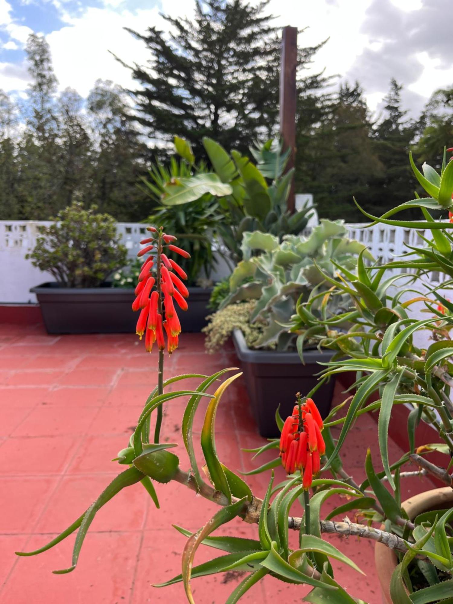 Arriba Stijlvol Appartement Met Zwembad En Tuin Conil De La Frontera Buitenkant foto
